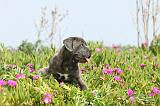 CANE CORSO 202